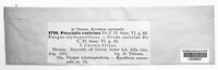Puccinia caricina image